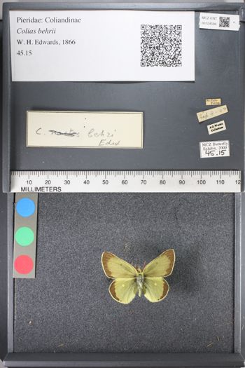 Media type: image;   Entomology 124594